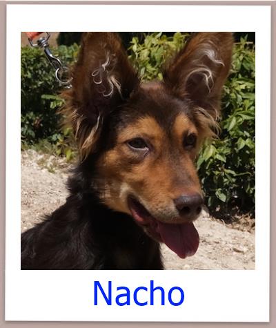 Nacho Tierschutz Zypern Hund prof