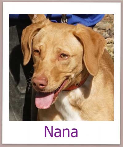 Nana Tierschutz Zypern Hund prof