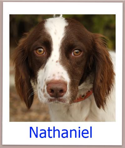 Nathaniel Tierschutz Zypern Hund prof