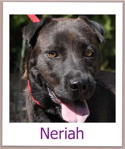 Neriah Tierschutz Zypern Hund prof