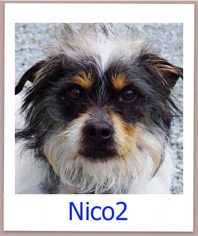 Nico2 Tierschutz Zypern Hund prof