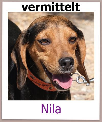 Nila Tierschutz Zypern Hund vermittelt