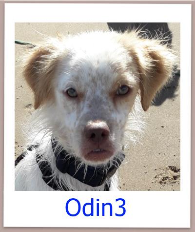 Odin3 Tierschutz Zypern Hund prof 1