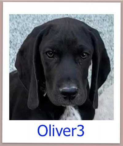 Oliver3 Tierschutz Zypern Hund prof