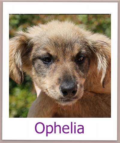 Ophelia Tierschutz Zypern Hund prof