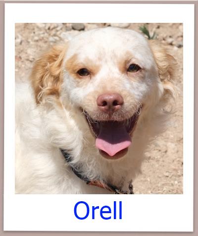 Orell Tierschutz Zypern Hund prof
