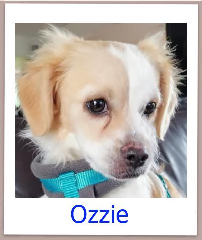 Ozzie Tierschutz Zypern Hund prof 1