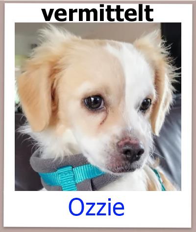 Mischling aus dem Tierheim Zypern hat ein Zuhause gefunden.