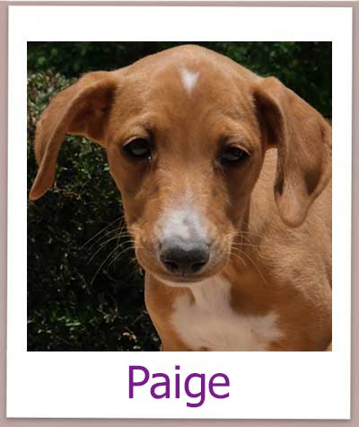 Paige Tierschutz Zypern Hund prof