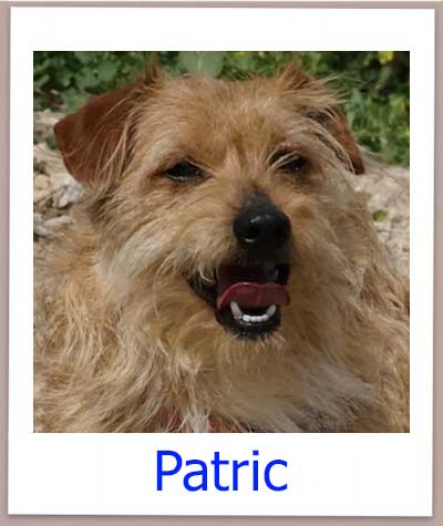 Patric Tierschutz Zypern Hund prof