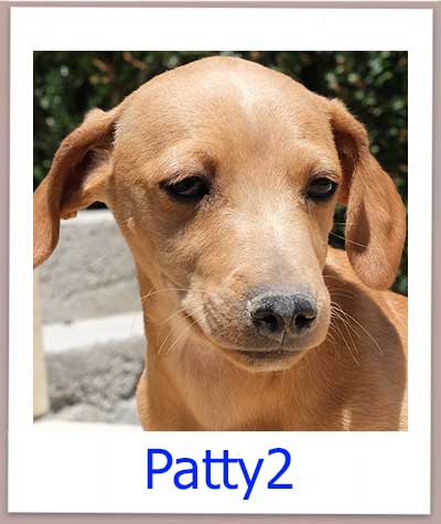 Patty2 Tierschutz Zypern Hund prof