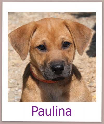 Paulina Tierschutz Zypern Hund prof