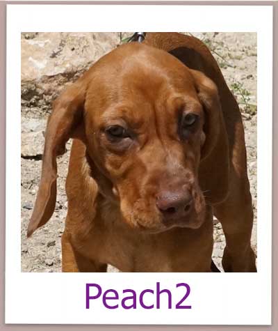 Peach2 Tierschutz Zypern Hund prof