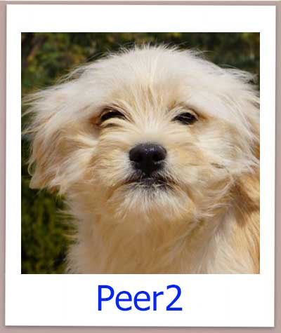 Peer2 Tierschutz Zypern Hund prof