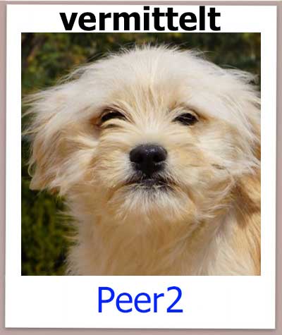 Peer2 Tierschutz Zypern Hund vermittelt