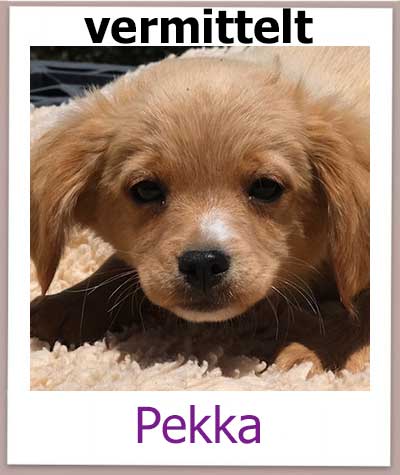 Pekka Tierschutz Zypern Hund vermittelt