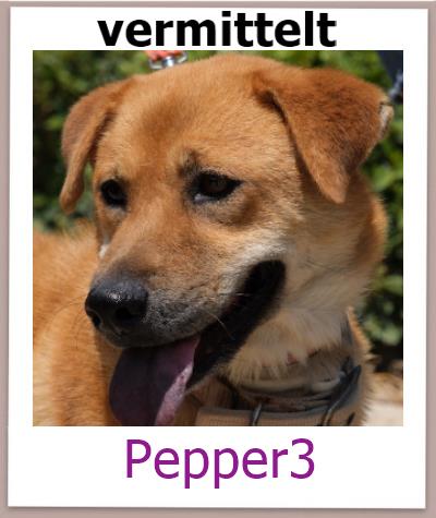 Pepper3 Tierschutz Zypern Hund vermittelt