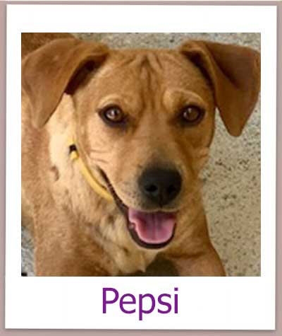 Pepsi Tierschutz Zypern Hund prof 1