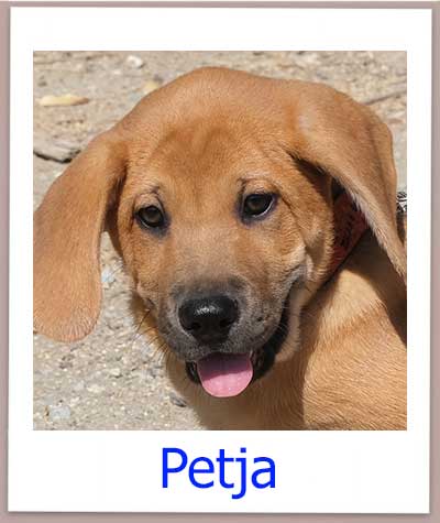 Petja Tierschutz Zypern Hund prof