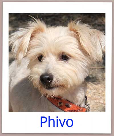 Phivo Tierschutz Zypern Hund prof