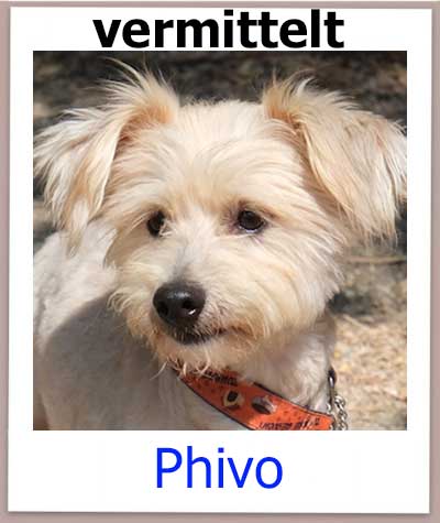 Phivo Tierschutz Zypern Hund vermittelt