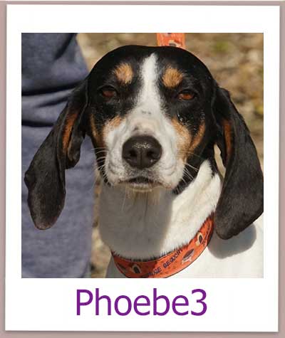 Phoebe3 Tierschutz Zypern Hund prof