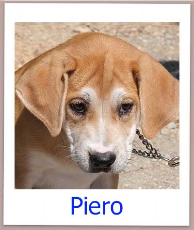 Piero Tierschutz Zypern Hund prof