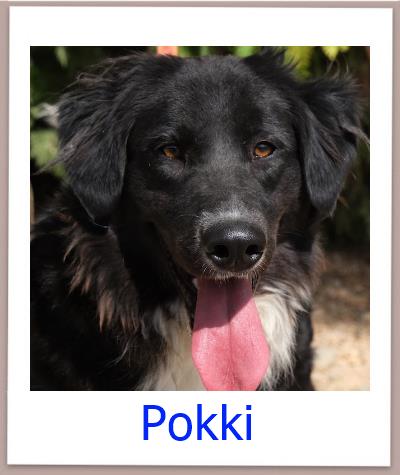 Pokki Tierschutz Zypern Hund prof