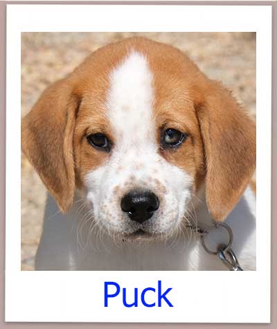 Puck Tierschutz Zypern Hund prof
