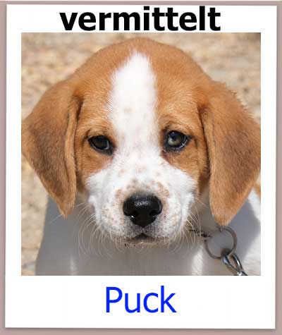 Puck Tierschutz Zypern Hund vermittelt