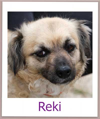 Reki Tierschutz Zypern Hund prof