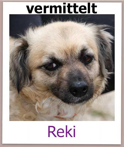 Reki Tierschutz Zypern Hund vermittelt