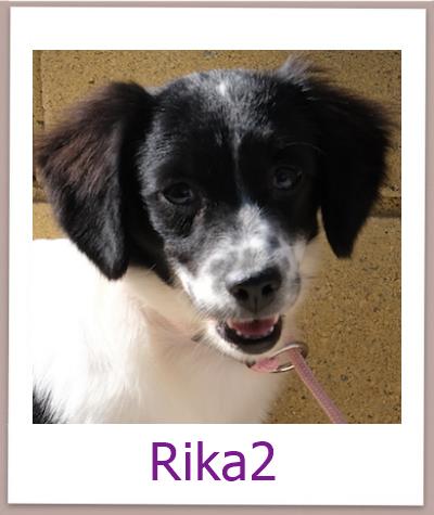 Rika2 Tierschutz Zypern Hund prof