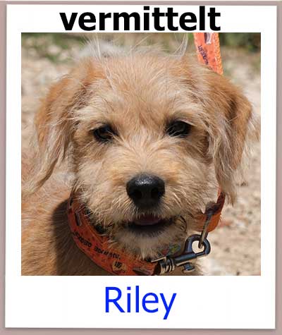 Riley Tierschutz Zypern Hund vermittelt
