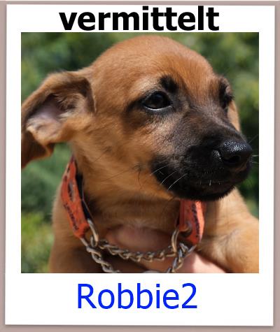 Robbie2 Tierschutz Zypern Hund vermittelt