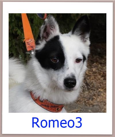 Romeo3 Tierschutz Zypern Hund prof