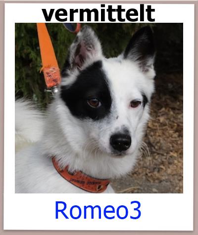 Romeo3 Tierschutz Zypern Hund vermittelt