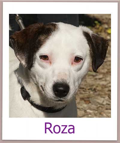 Roza Tierschutz Zypern Hund prof