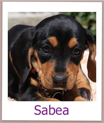 Sabea Tierschutz Zypern Hund prof