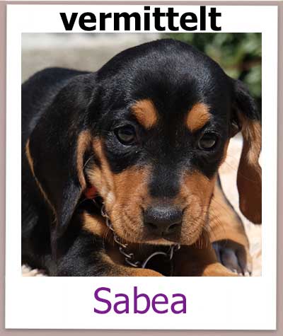 Mischling aus dem Tierheim Zypern sucht ein Zuhause.