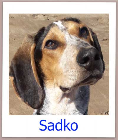 Sadko Tierschutz Zypern Hund prof 1