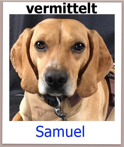 Samuel Tierschutz Zypern Hund vermittelt 1