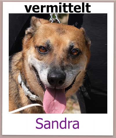 Sandra Tierschutz Zypern Hund vermittelt