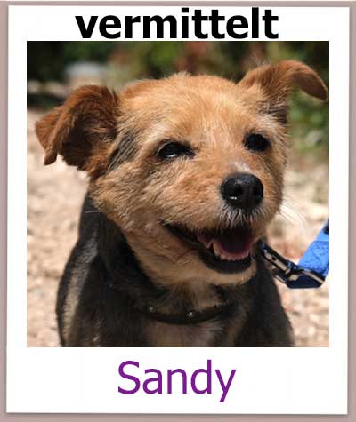 Sandy Tierschutz Zypern Hund vermittelt