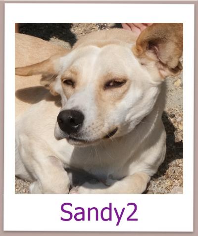 Sandy2 Tierschutz Zypern Hund prof