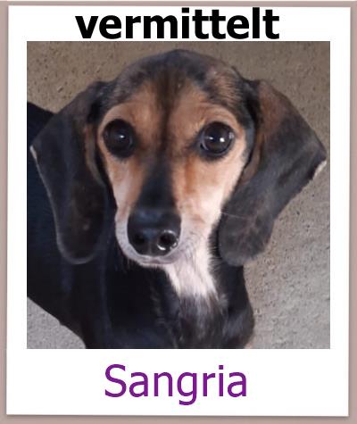 Sangria Tierschutz Zypern Hund vermittelt 1