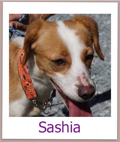 Sashia Tierschutz Zypern Hund prof
