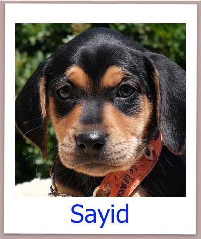 Sayid Tierschutz Zypern Hund prof