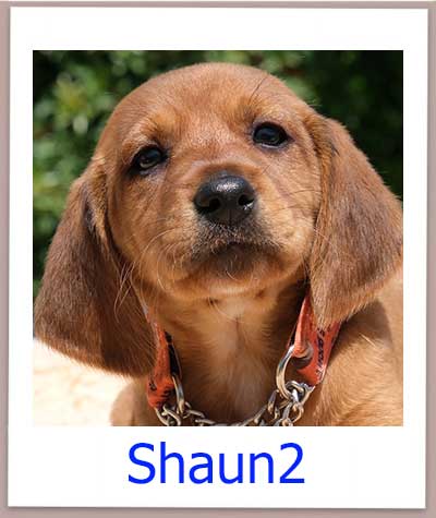 Shaun2 Tierschutz Zypern Hund prof
