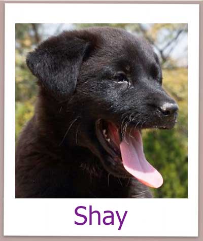 Shay Tierschutz Zypern Hund prof